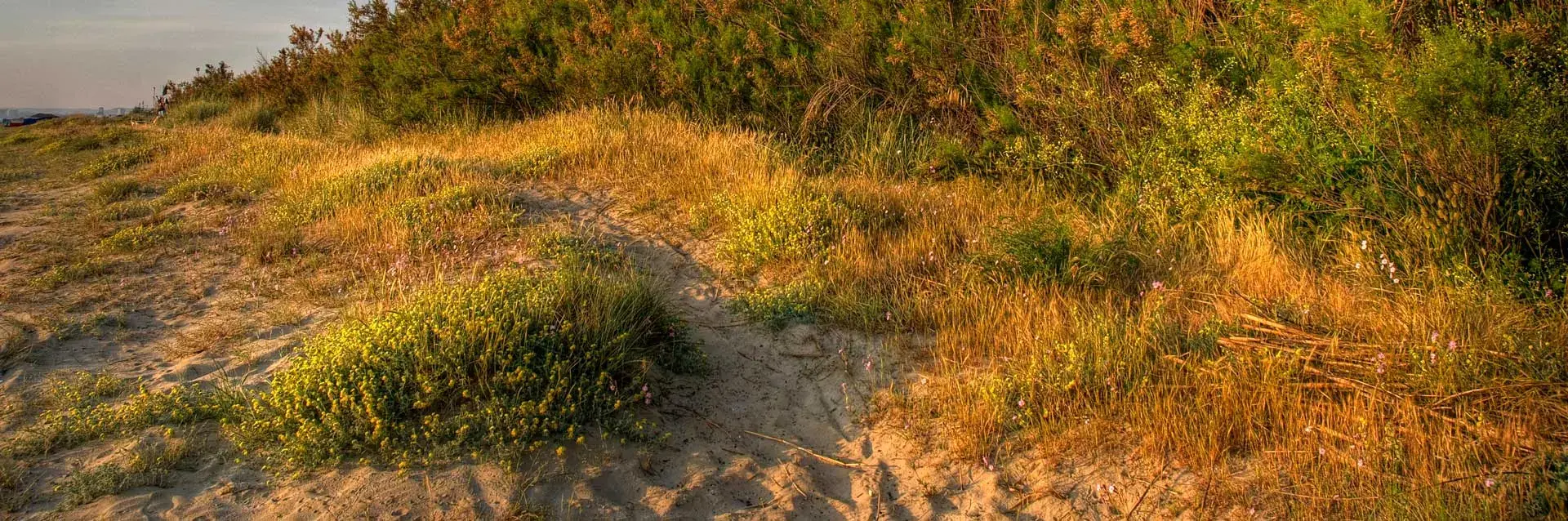 Le dune con la vegetazione spontanea dell’Area Marina Protetta
