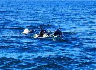 Due delfini che affiorano dal mare blu