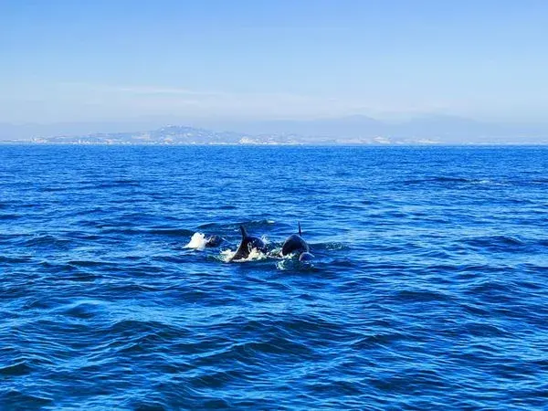 Delfini in superficie in mare aperto, con la costa all’orizzonte