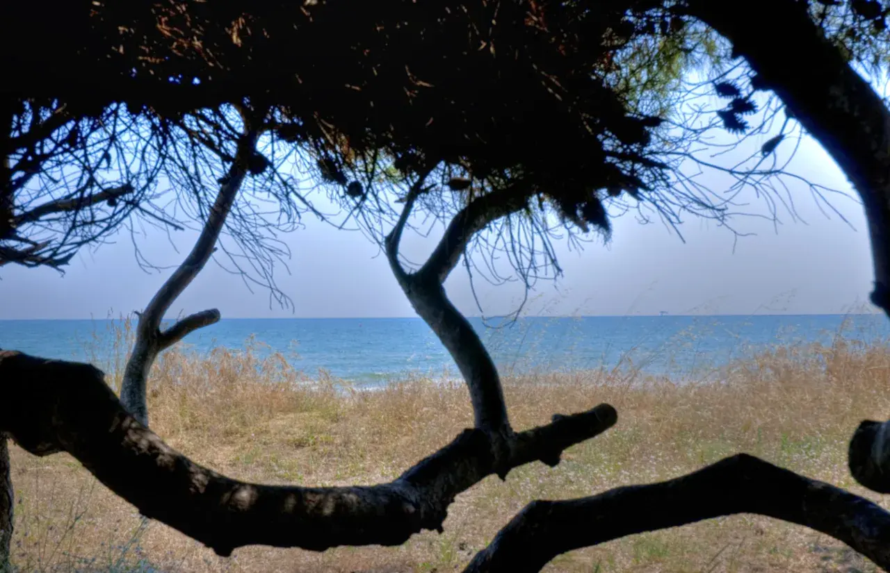 Un ramo di pino davanti alle dune e al mare della costa protetta