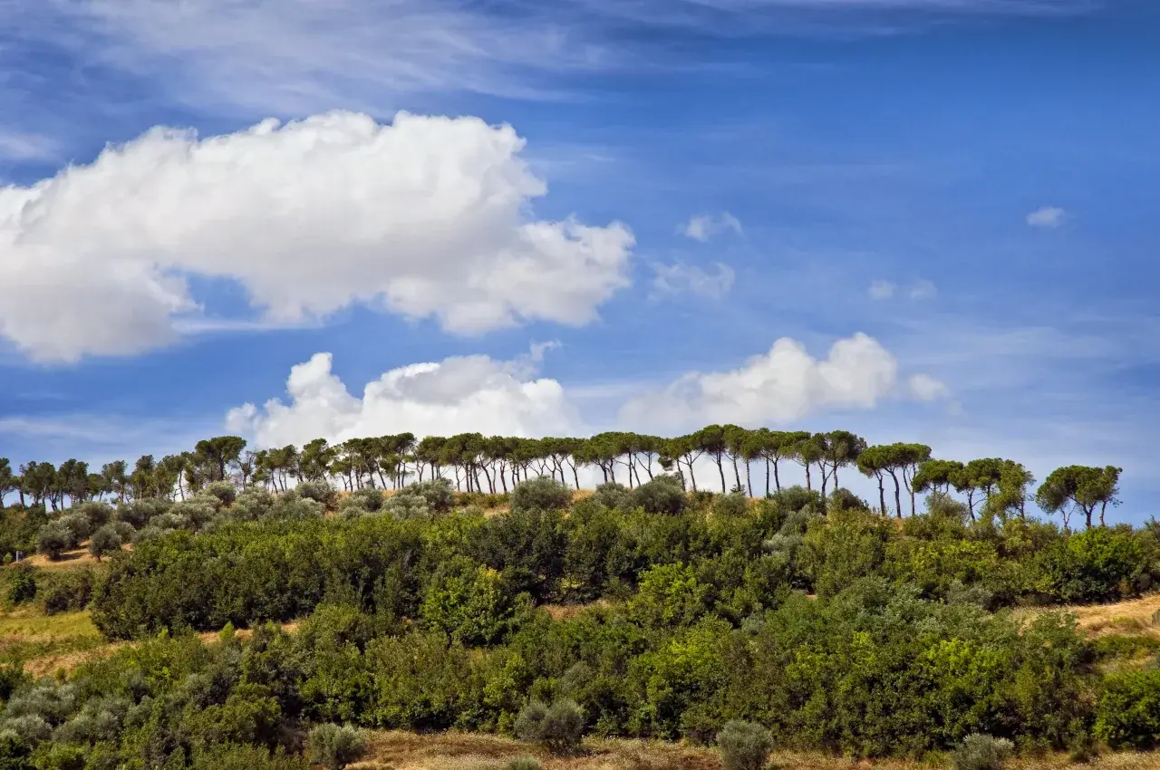 Una fila di pini sulla collina sopra Pineto