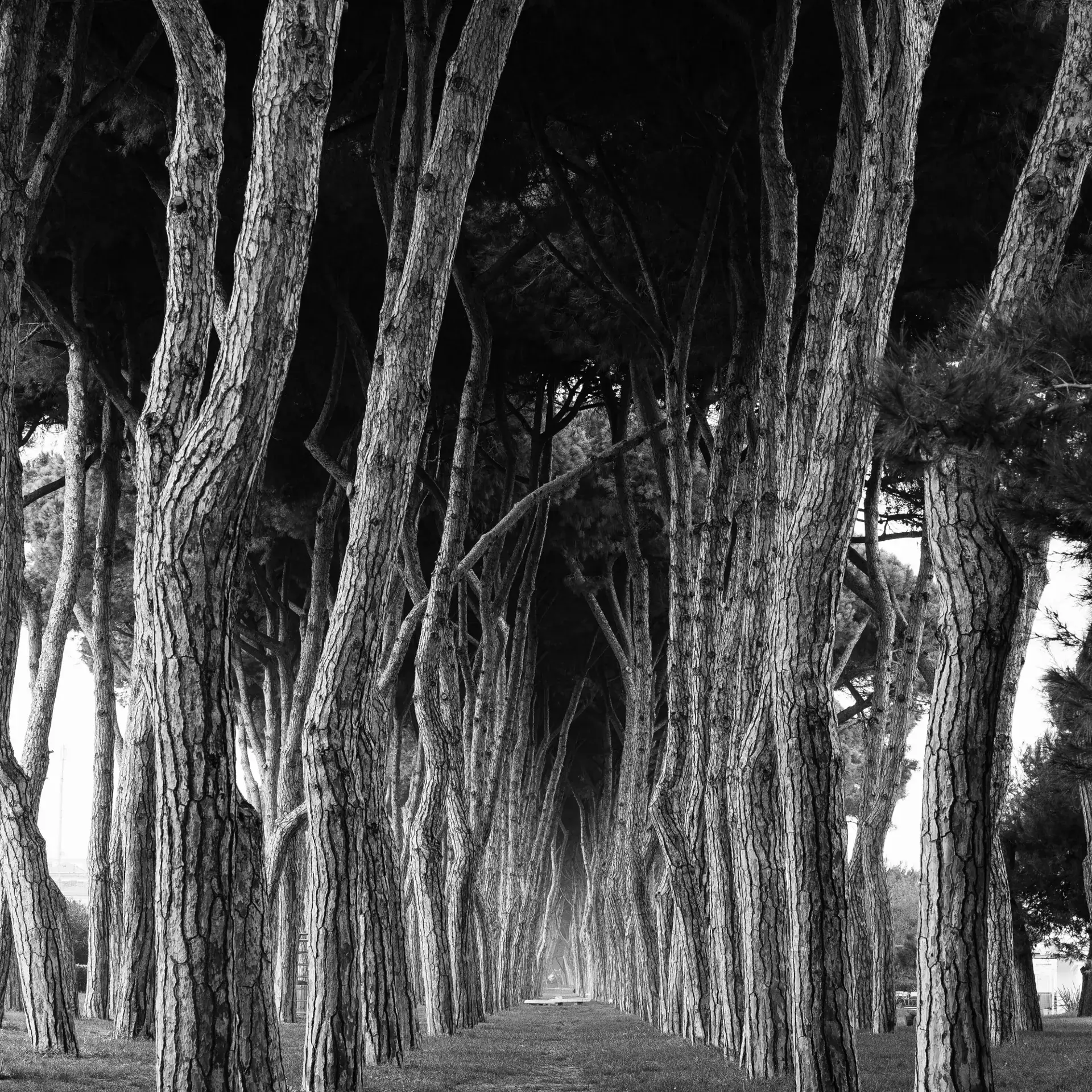 I tronchi dei pini marittimi nella pineta di Pineto, in bianco e nero