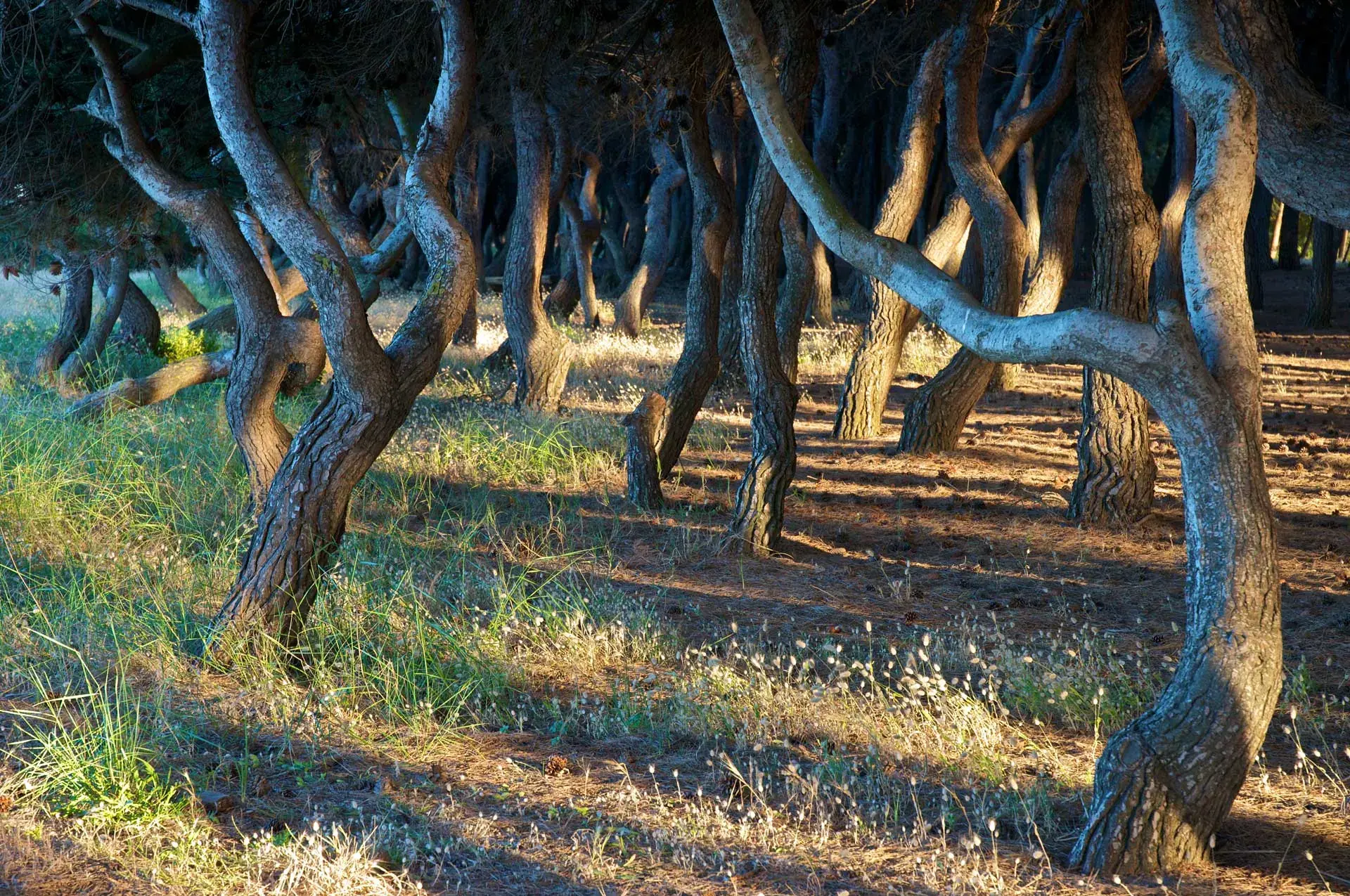 La pineta tra l’hotel e la spiaggia di Pineto