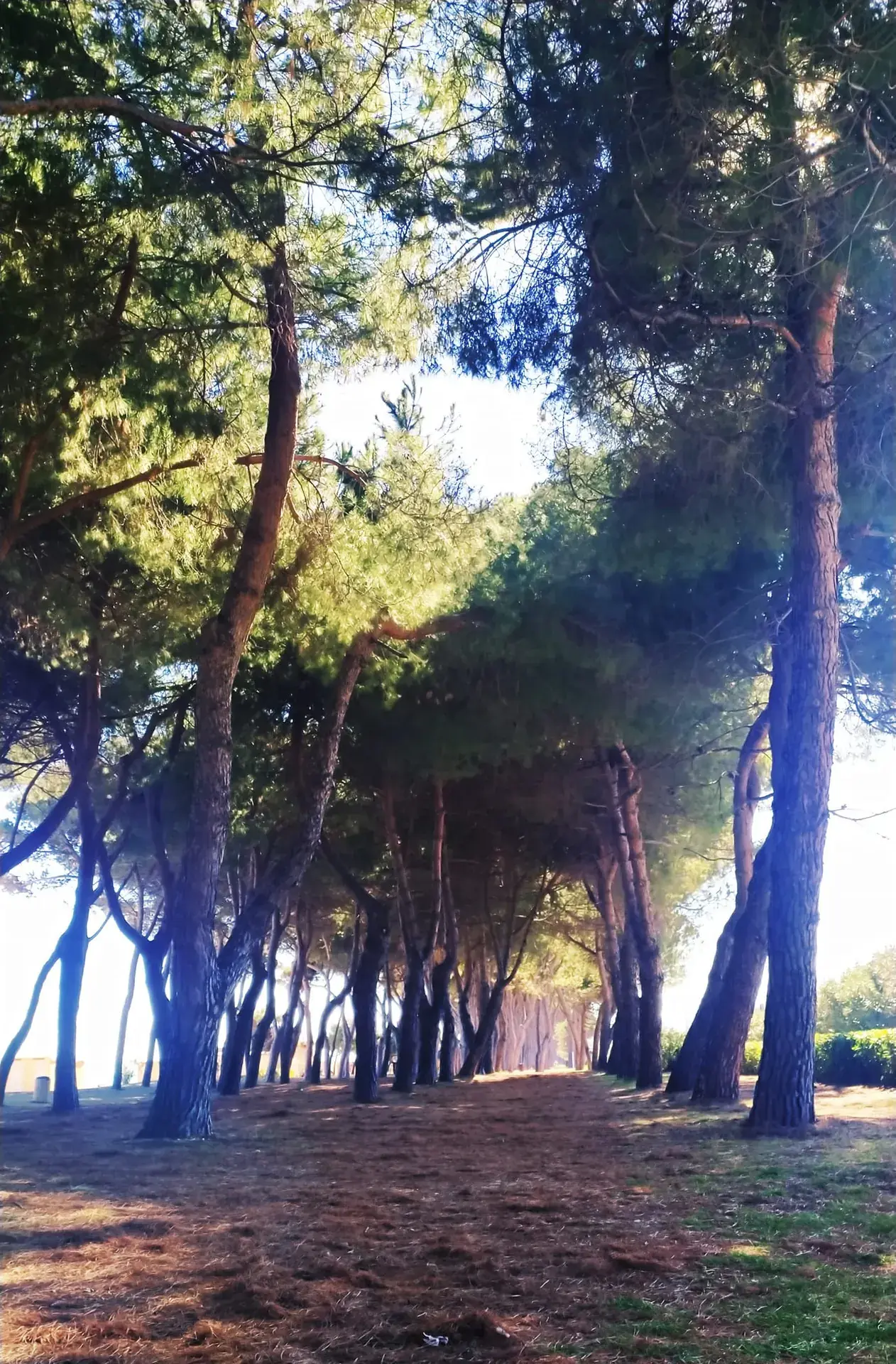 Pini alti nella pineta di Pineto
