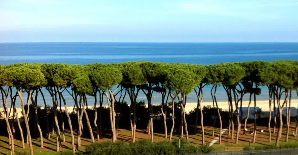 I pini marittimi della pineta di Pineto, con il mare alle spalle