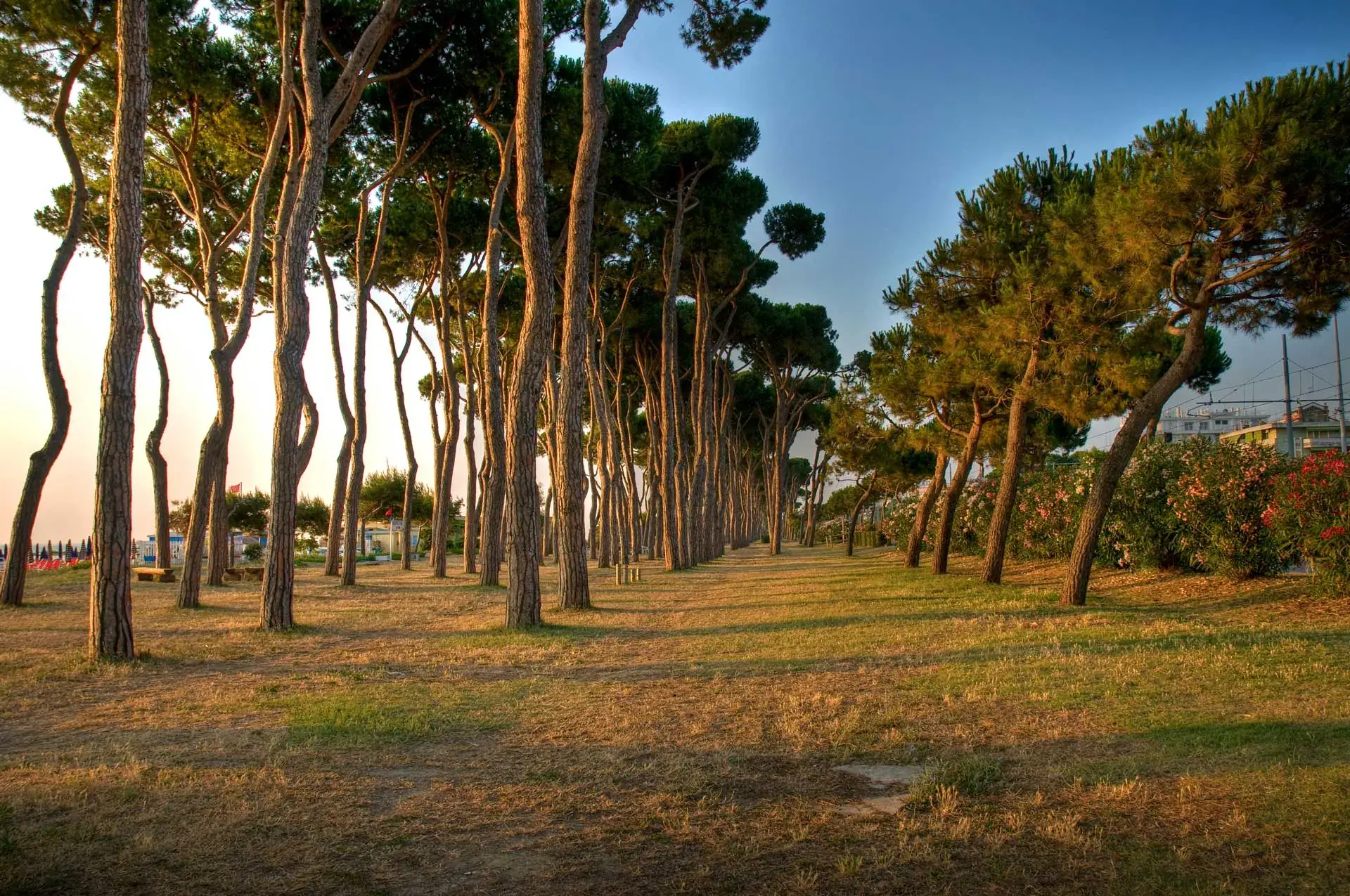 I pini della pineta di Pineto al tramonto