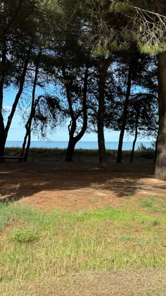 Uno scorcio della pineta, con il mare che si vede tra i tronchi