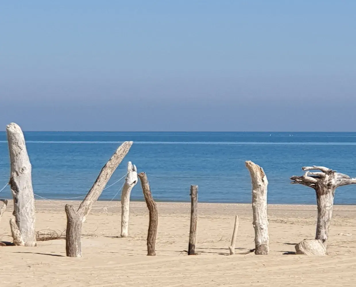 Tronchi levigati dal mare piantati nella sabbia, sulla spiaggia davanti all’Adriatico